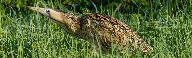 Avetoro Común. Aquí en vegetación densa. Garza de tamaño medio con plumaje rayado longitudinalmente, marrón dorado.