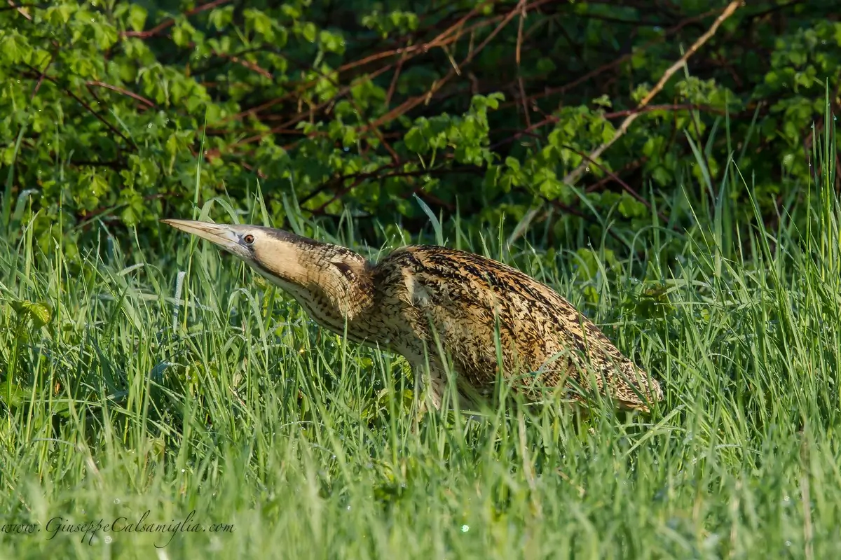 Avetoro Común. Aquí en vegetación densa. Garza de tamaño medio con plumaje rayado longitudinalmente, marrón dorado.