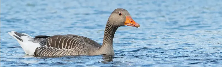 Un ánsar común buscando comida en el agua. El agua rebota en las plumas del ganso.