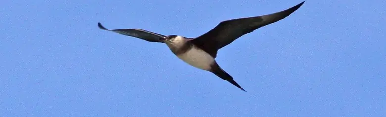 Págalo Parásito