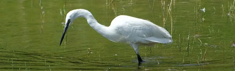Garceta Común. Buscando peces en aguas poco profundas. Ave blanca con patas largas y pico largo. Patas negras pero pies amarillos.