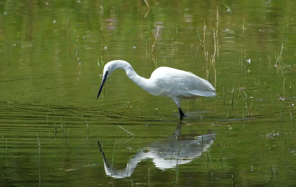 Garceta Común. Buscando peces en aguas poco profundas. Ave blanca con patas largas y pico largo. Patas negras pero pies amarillos.
