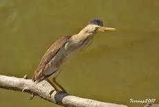Mirasol Pequeño