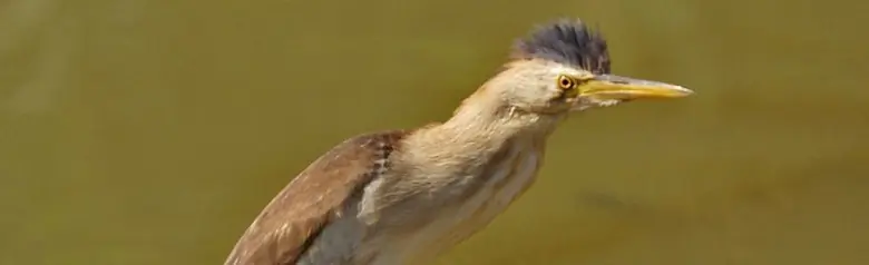 Mirasol Pequeño. Tiene patas gris verdosas. El macho (foto) es amarillo parduzco con la rabadilla, el dorso y las plumas de vuelo negras.