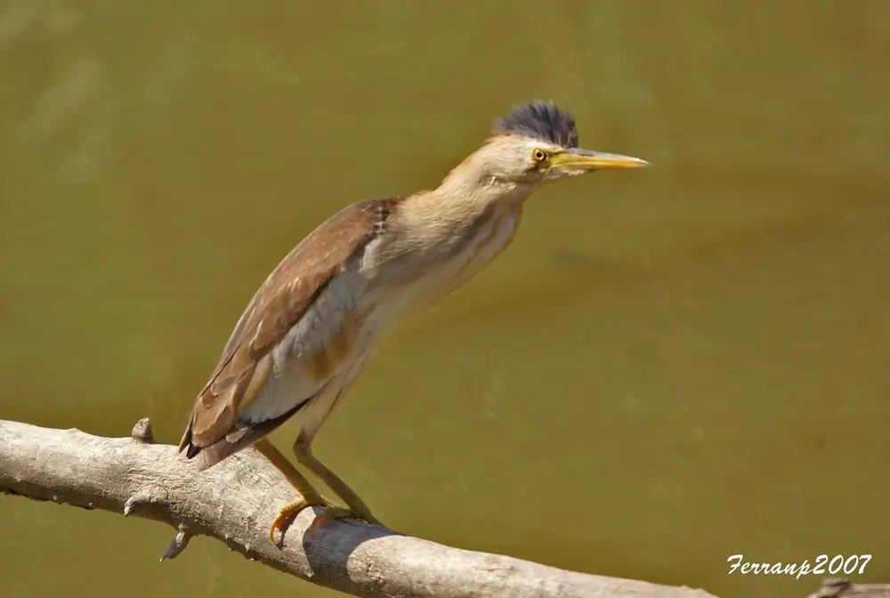 Mirasol Pequeño. Tiene patas gris verdosas. El macho (foto) es amarillo parduzco con la rabadilla, el dorso y las plumas de vuelo negras.