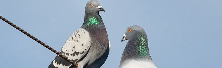 Paloma Bravía. Dos palomas sentadas en un alambre. Dorso y alas grises con dos gruesas bandas negras cruzadas en la parte superior de las alas. Ojos anaranjados.