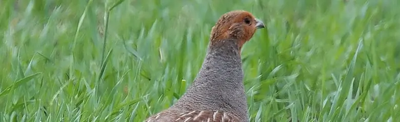 Perdiz Pardilla. Caminando por el campo. La espalda con rayas marrones se camufla bien en la hierba. Pecho gris con un fino dibujo, y la cabeza es marrón anaranjada.