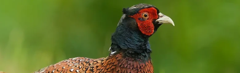 Faisán Vulgar. El faisán macho es fácilmente reconocible por su brillante plumaje marrón rojizo y su cara roja.
