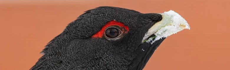 Urogallo Común. Aquí sólo se ve la cabeza negra, donde las plumas sobre el ojo son rojas.