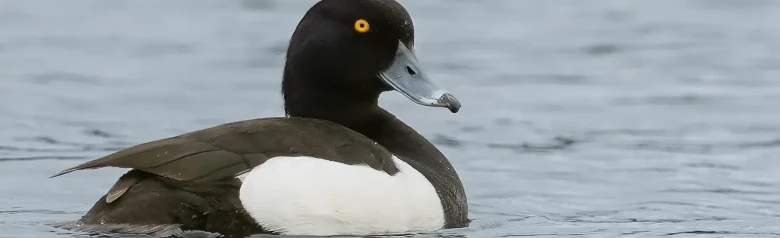 Un porrón moñudo mira directamente a la cámara con sus ojos amarillos.
