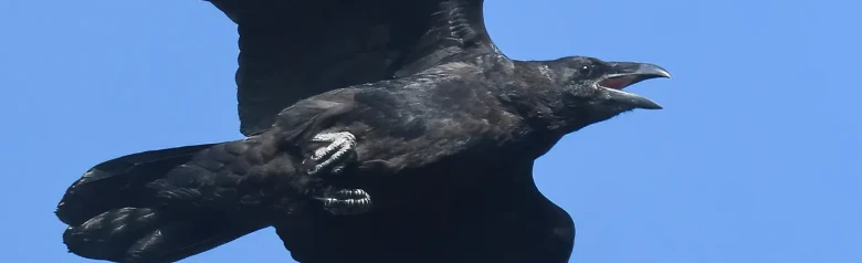 Cuervo Grande. Aquí, volando sobre un fondo de cielo azul. Ave grande con un pico muy fuerte y cola en forma de cuña.