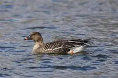 Ánsar Campestre