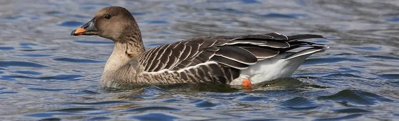 Ánsar Campestre. Tumbado sobre el agua. Las patas son naranjas, al igual que el pico, que también tiene marcas negras.