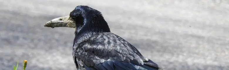 Graja. Completamente negro con tonos azulados. Pico gris claro, que parece extra largo debido a la piel gris desnuda alrededor de la punta del pico.