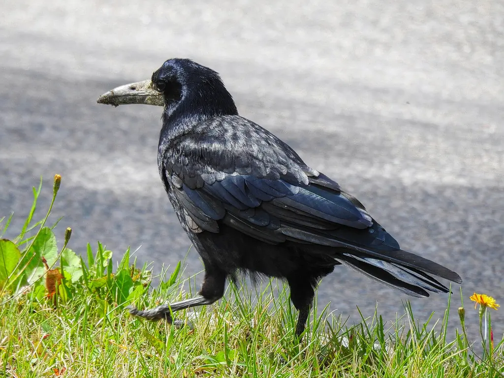 Graja. Completamente negro con tonos azulados. Pico gris claro, que parece extra largo debido a la piel gris desnuda alrededor de la punta del pico.