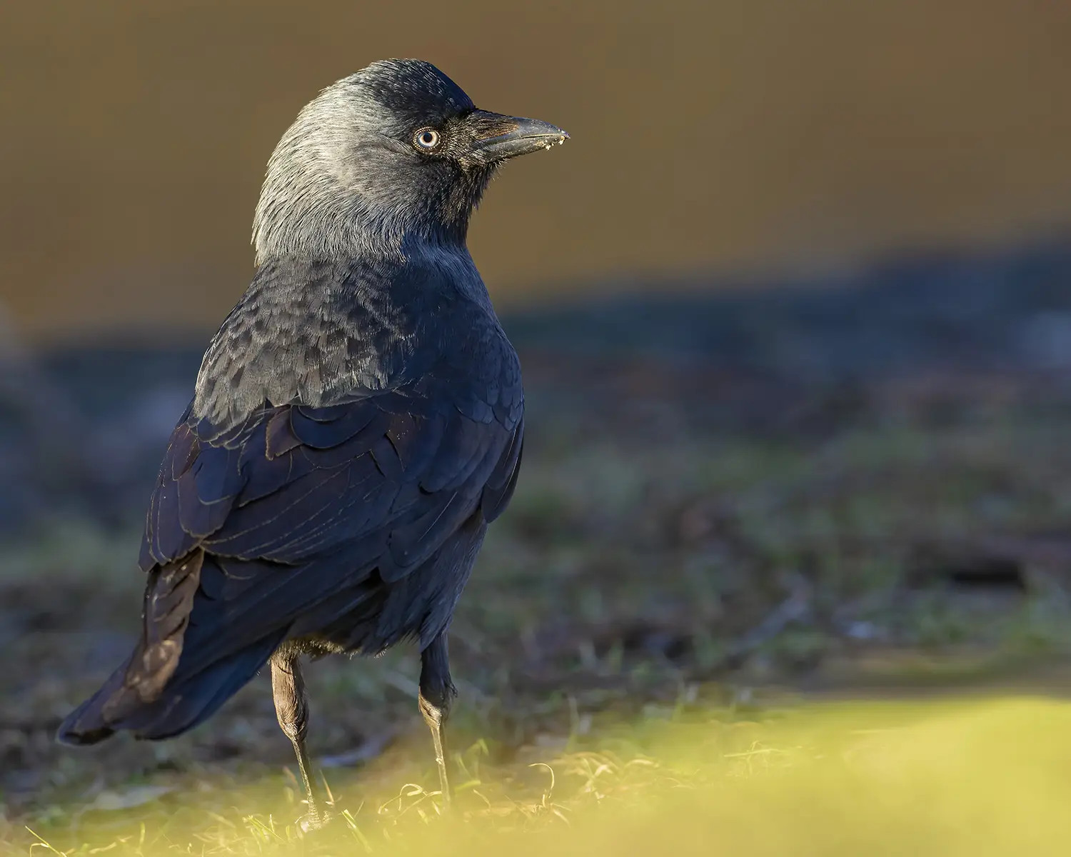 Grajilla Occidental