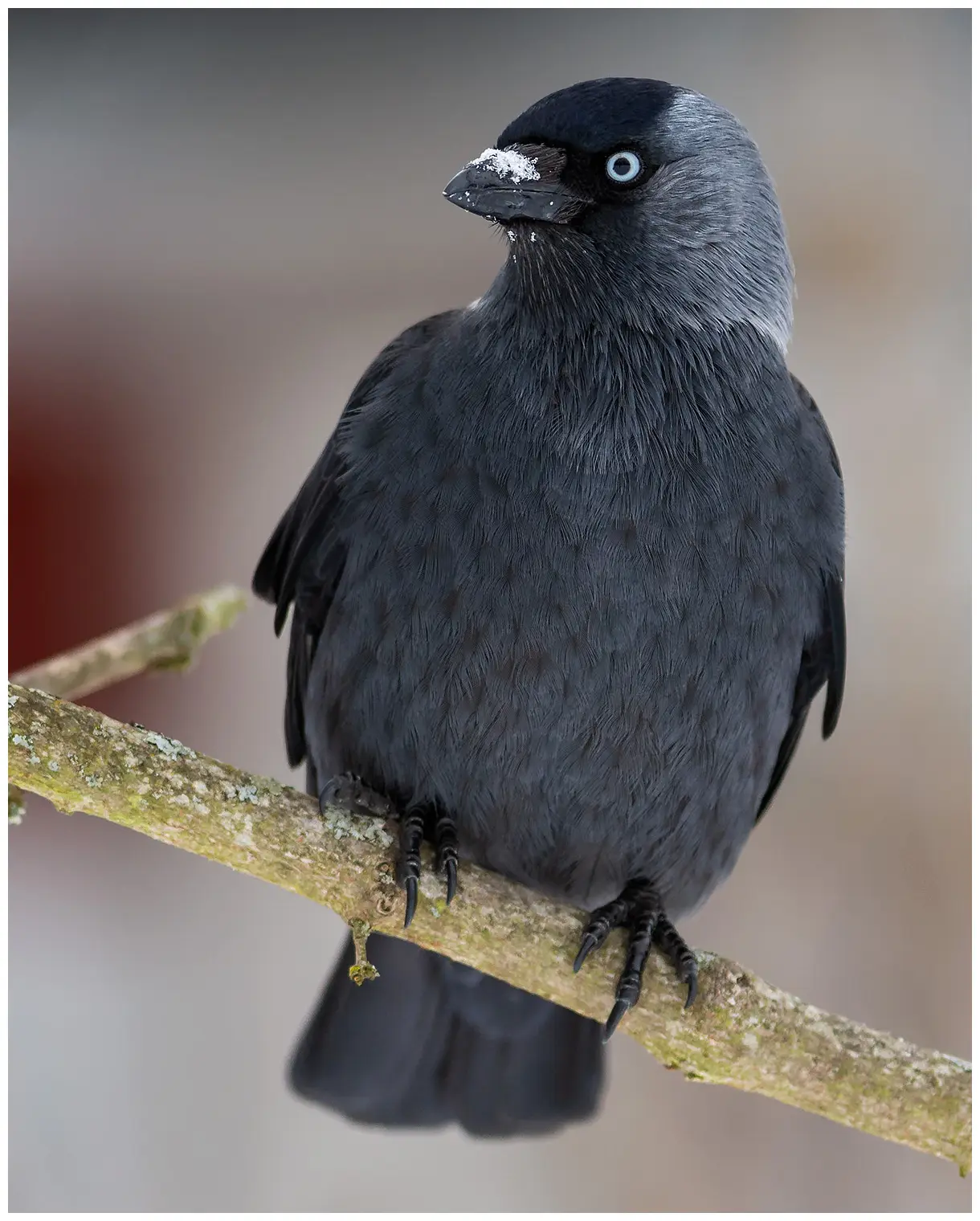 Grajilla Occidental