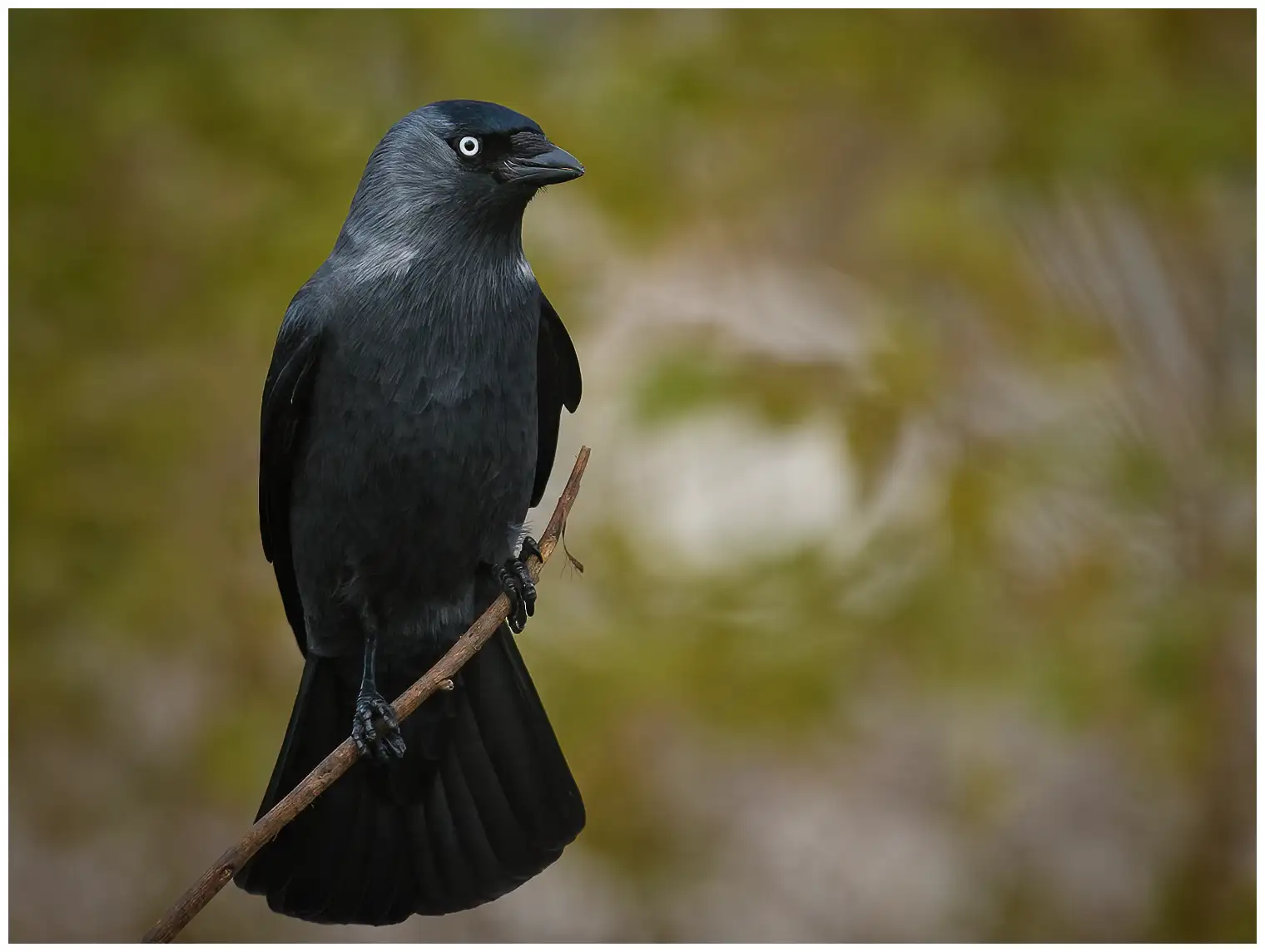 Grajilla Occidental