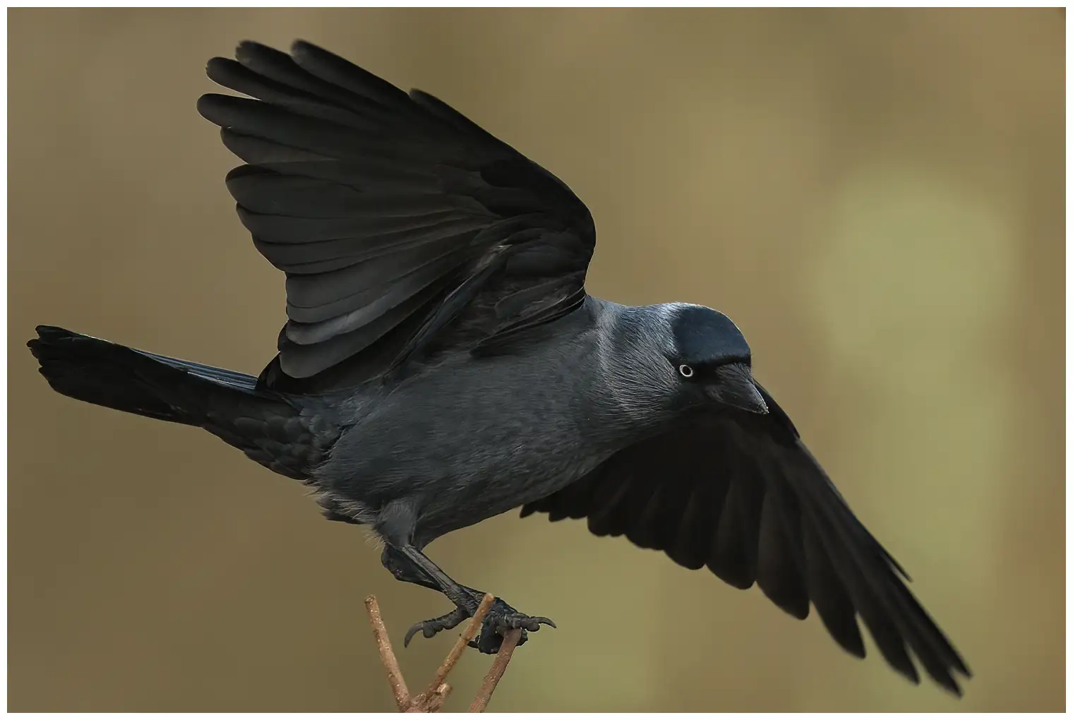 Grajilla Occidental