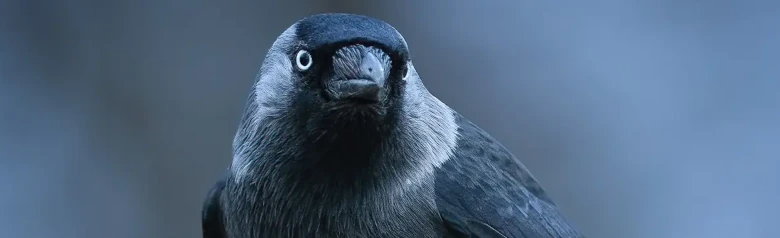 Grajilla Occidental. Negro con cuello y mejillas gris claro y tiene ojos claros que destacan sobre los bordes negros de los ojos.