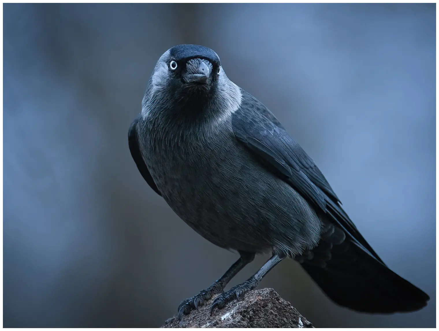 Grajilla Occidental. Negro con cuello y mejillas gris claro y tiene ojos claros que destacan sobre los bordes negros de los ojos.