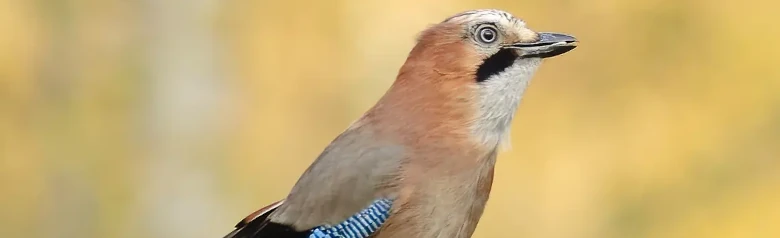 Arrendajo Euroasiático. Pájaro moteado con una mancha azul en el ala, una franja negra en la barba y la parte superior de la grupa blanca.