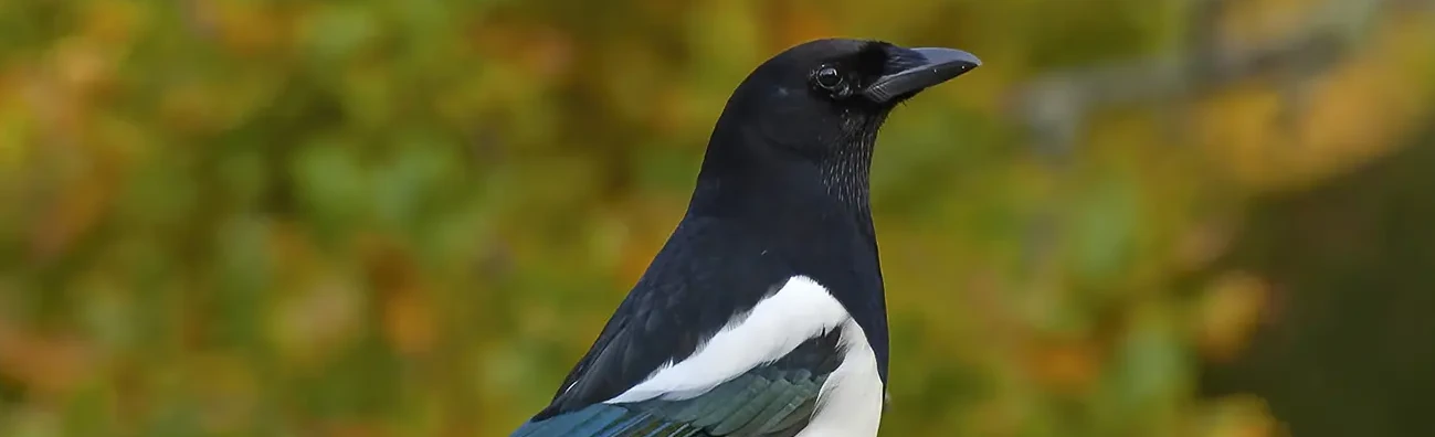 Urraca Común. Plumaje blanco y negro con brillo metálico en las alas y en la larguísima cola, que agita a menudo.