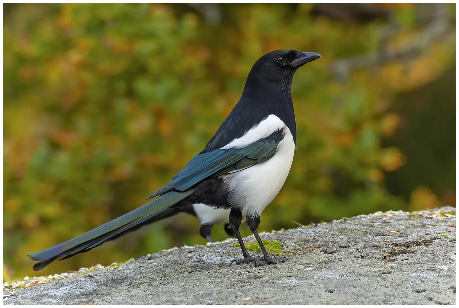 Urraca Común. Plumaje blanco y negro con brillo metálico en las alas y en la larguísima cola, que agita a menudo.