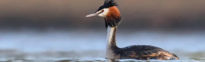 Somormujo Lavanco. Cresta negra que se prolonga hacia atrás en dos puntas de plumas oscuras que se asemejan a orejas, y un collar de garganta marrón rojizo.