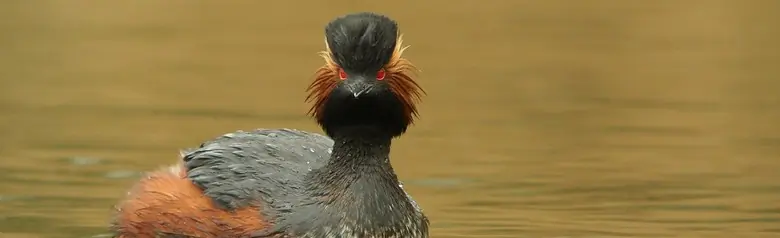 Zampullín Cuellinegro. Negro en la espalda, el cuello y la cabeza. Tiene unas características plumas amarillas en las orejas y ojos rojos.