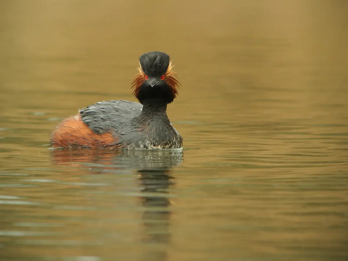 Zampullín Cuellinegro. Negro en la espalda, el cuello y la cabeza. Tiene unas características plumas amarillas en las orejas y ojos rojos.
