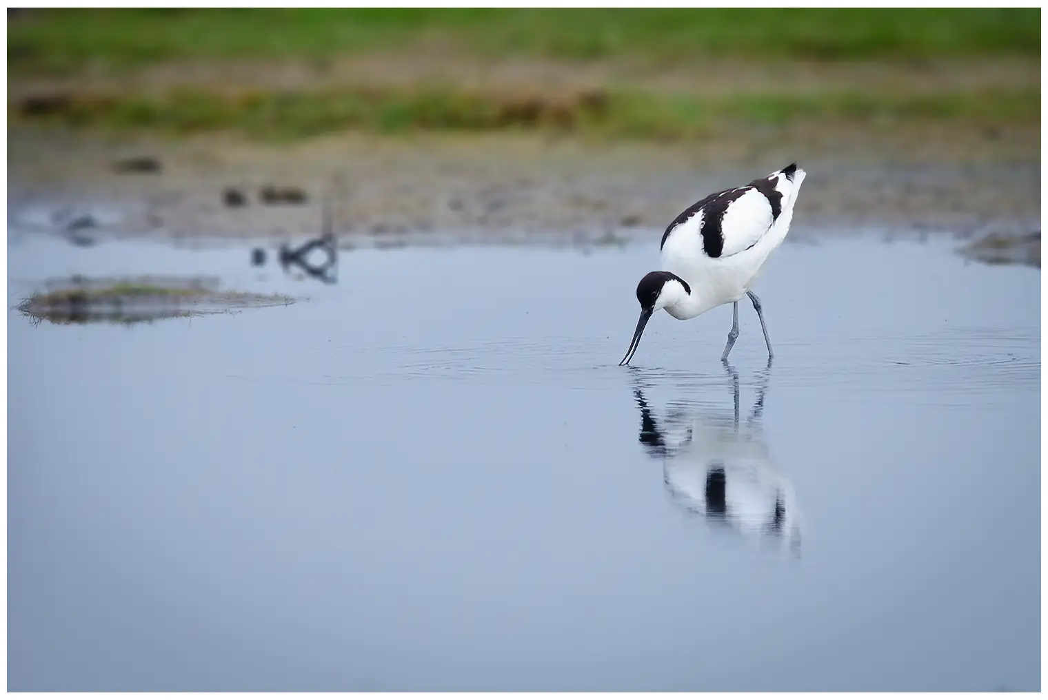 Avoceta Común