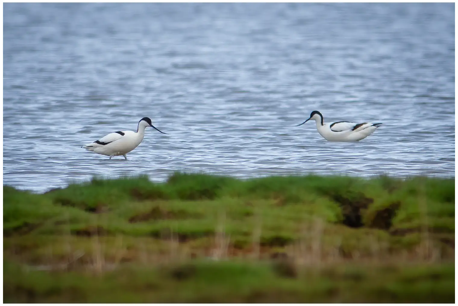 Avoceta Común
