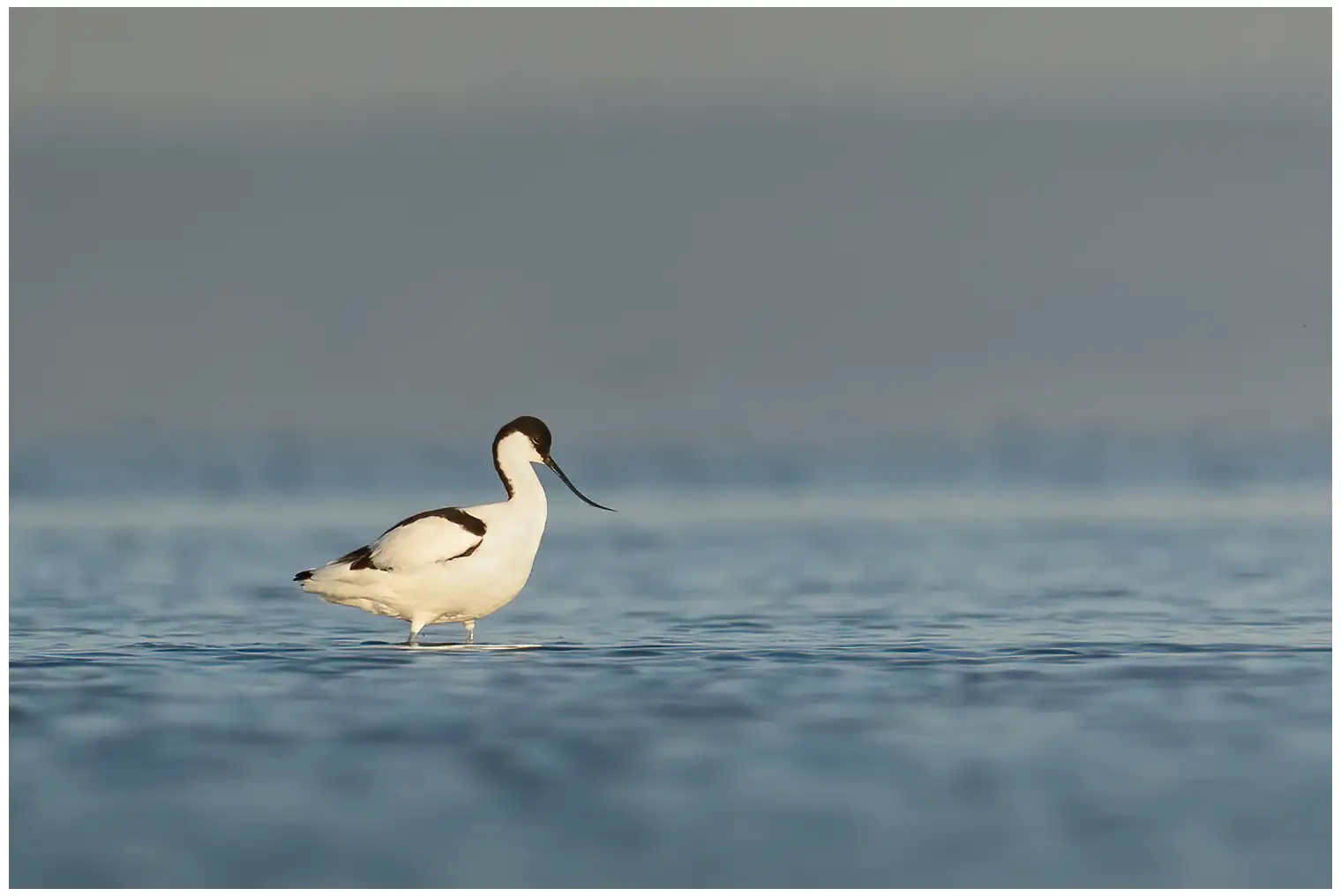 Avoceta Común