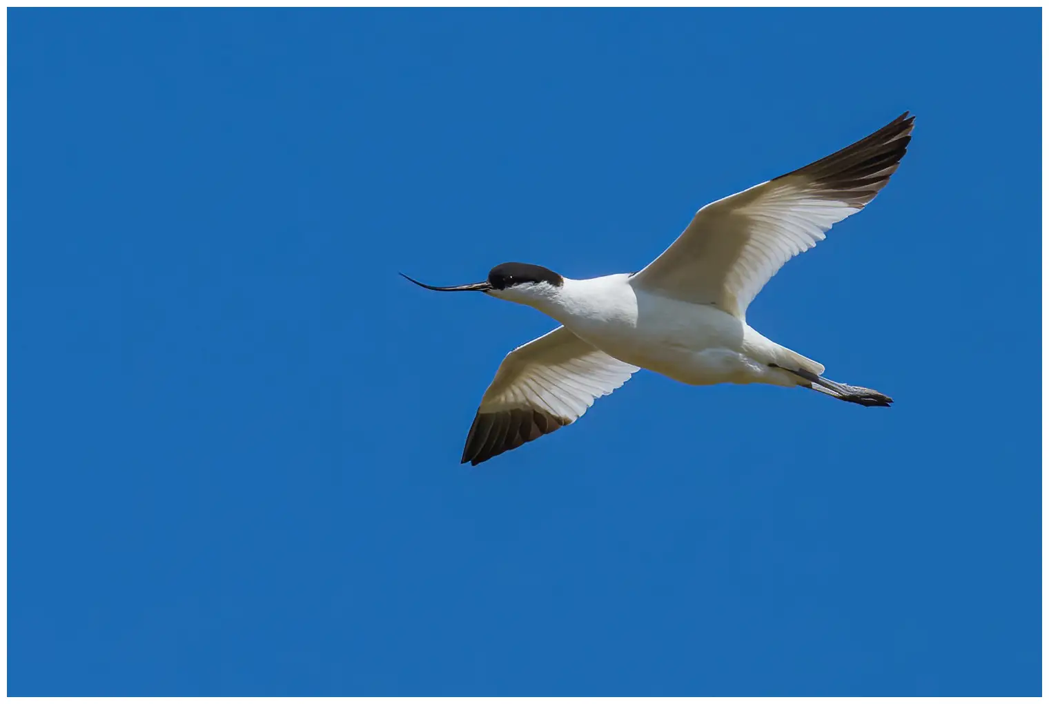 Avoceta Común