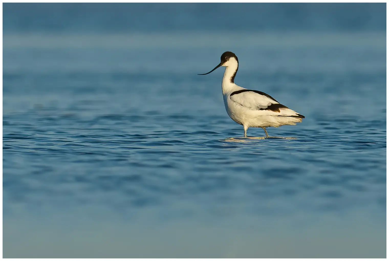 Avoceta Común