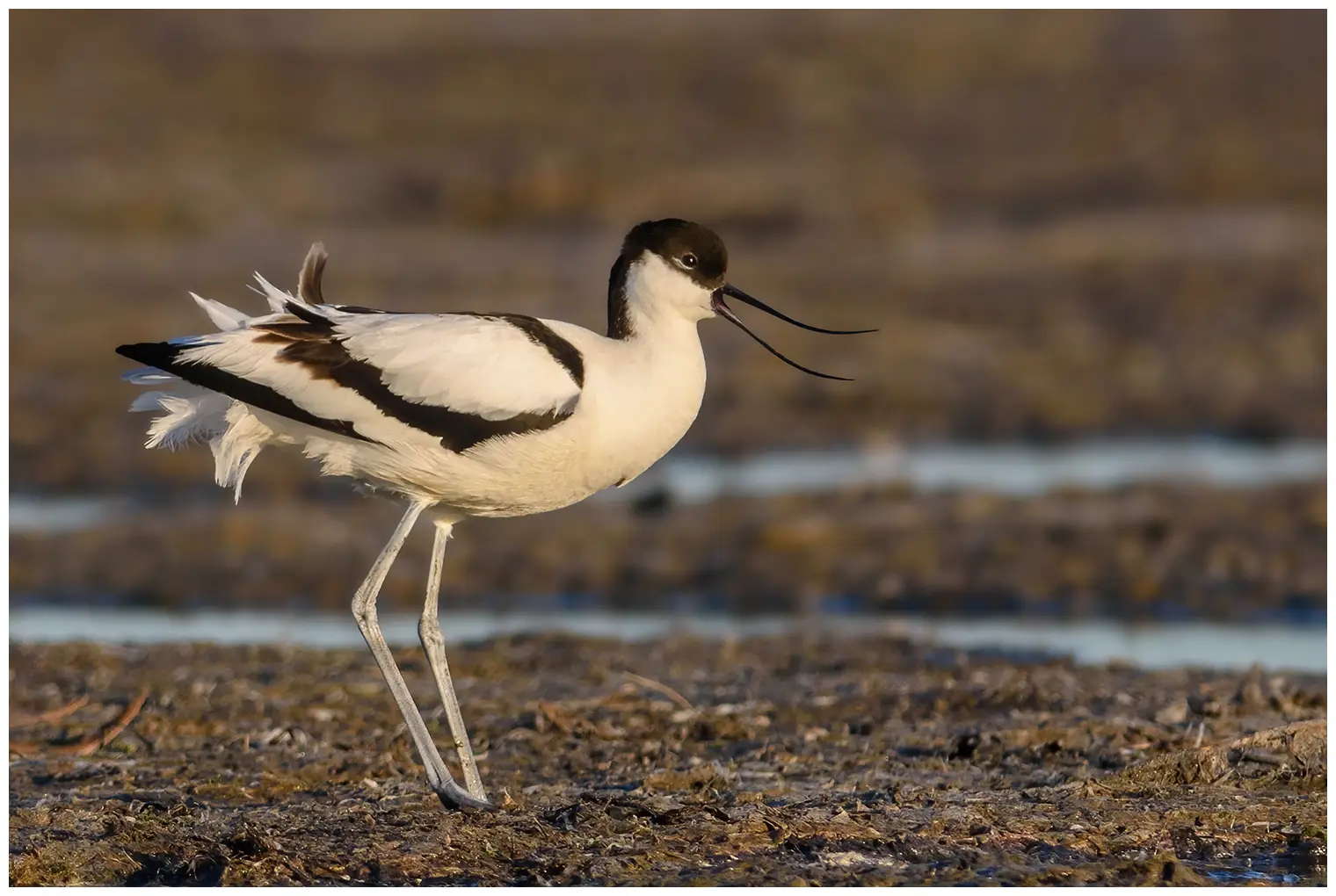 Avoceta Común