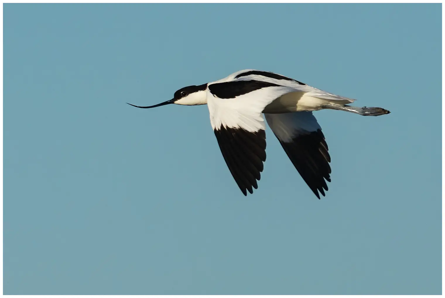 Avoceta Común