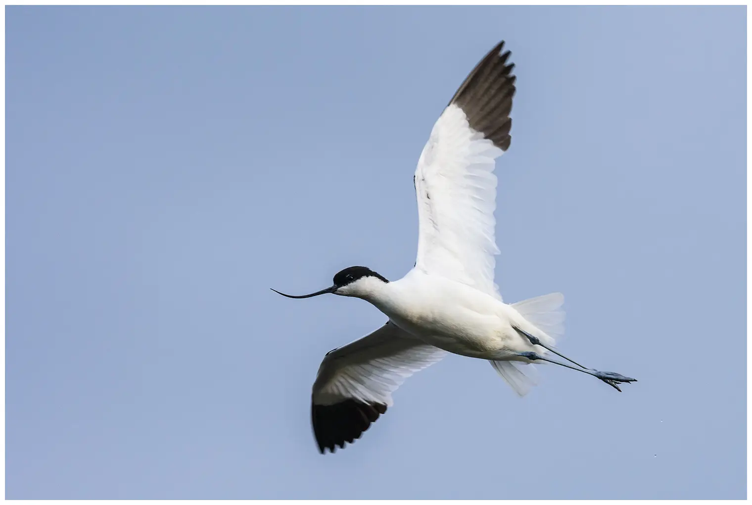 Avoceta Común
