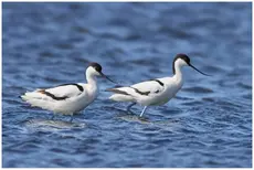 Avoceta Común