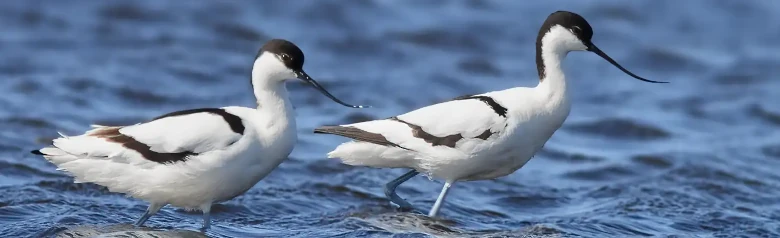 Avoceta Común