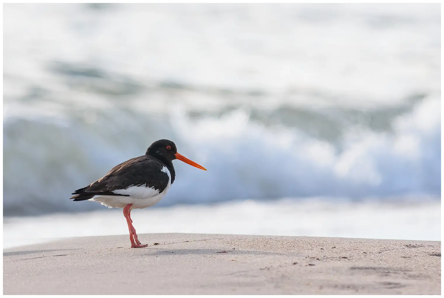 Ostrero Euroasiático