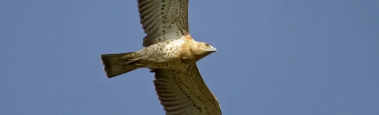 Culebrera Europea