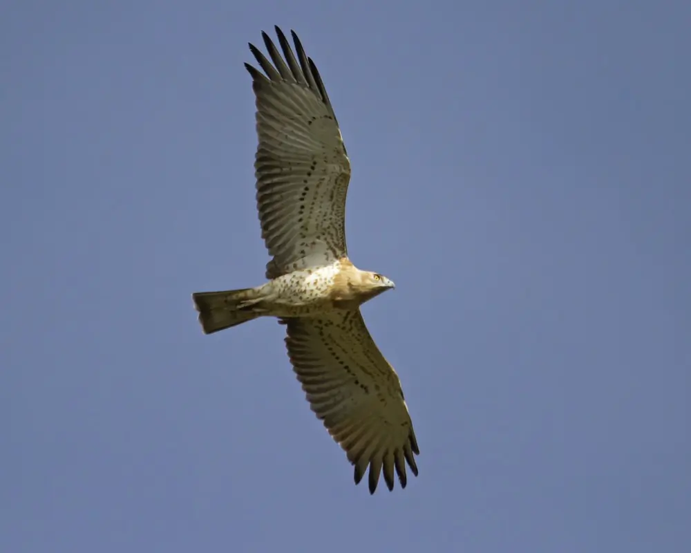 Culebrera Europea