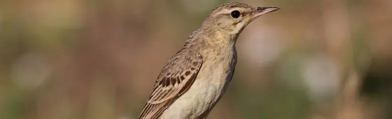 Bisbita Campestre. Erguido en el suelo. Ave grande y brillante, con la parte inferior casi sin rayas, de color arena claro, y la parte superior ligeramente moteada, de color marrón amarillento.
