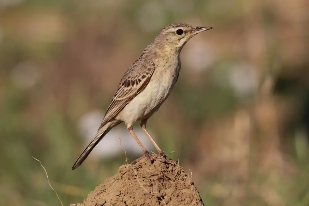 Bisbita Campestre. Erguido en el suelo. Ave grande y brillante, con la parte inferior casi sin rayas, de color arena claro, y la parte superior ligeramente moteada, de color marrón amarillento.