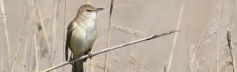 Carricero Tordal. Aquí posado en un bosque de juncos. El ave tiene las partes superiores marrones y las inferiores claras con los lados del cuerpo de color beige. Franja ocular clara.