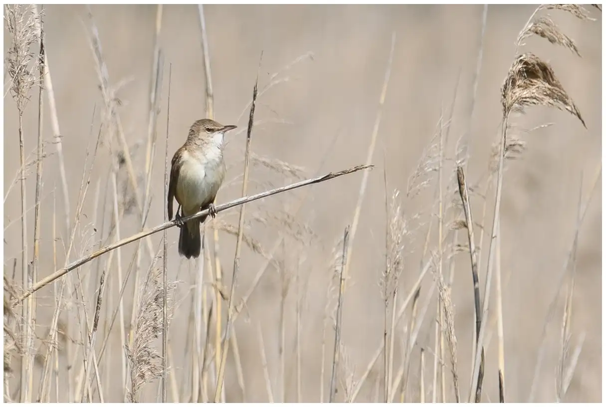 Carricero Tordal. Aquí posado en un bosque de juncos. El ave tiene las partes superiores marrones y las inferiores claras con los lados del cuerpo de color beige. Franja ocular clara.