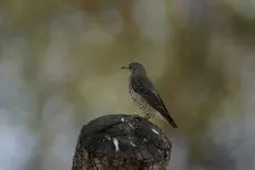 Roquero Rojo