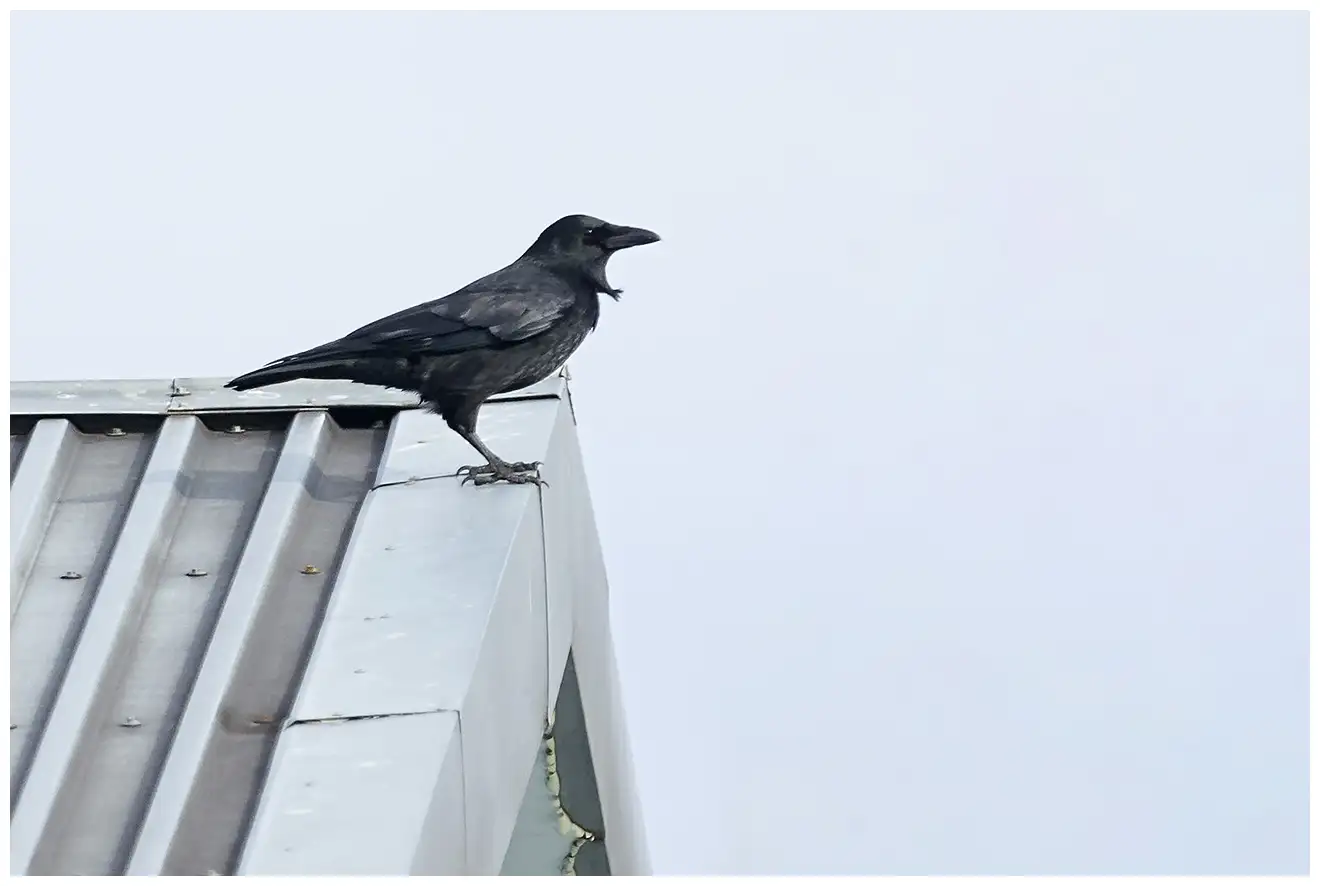 Corneja Negra